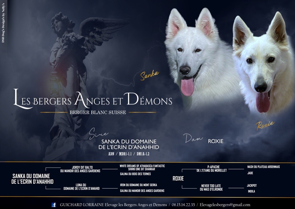 chiot Berger Blanc Suisse Les Bergers Anges Et Démons