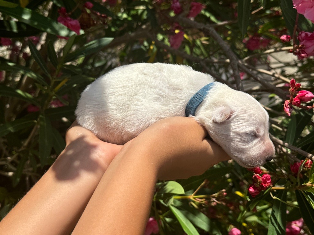 Les Bergers Anges Et Démons - Chiot disponible  - Berger Blanc Suisse