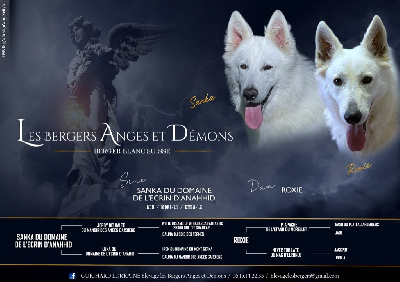 Les Bergers Anges Et Démons - Berger Blanc Suisse - Portée née le 24/07/2024