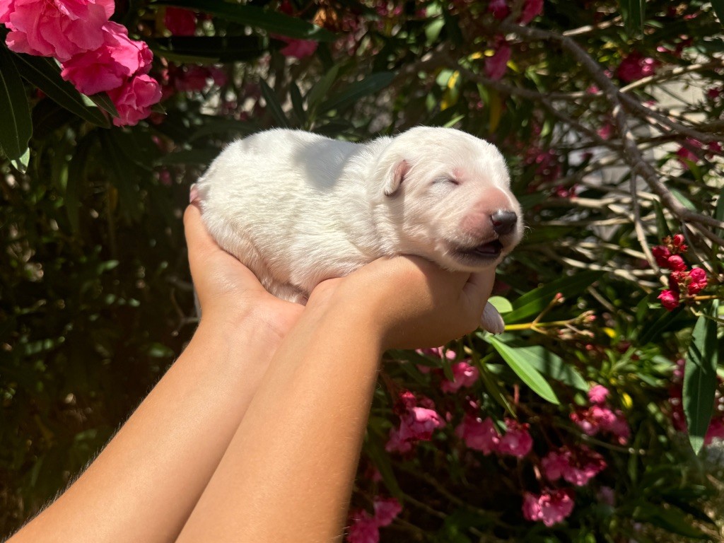 Les Bergers Anges Et Démons - Chiot disponible  - Berger Blanc Suisse