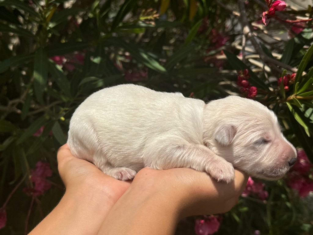 Les Bergers Anges Et Démons - Chiot disponible  - Berger Blanc Suisse