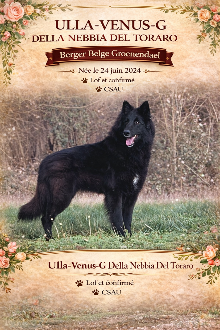 ULLA-VENUS-G Della Nebbia Del Toraro