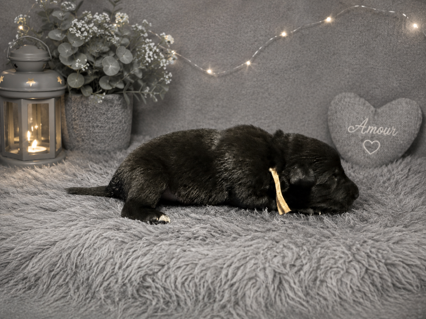 Les Bergers Anges Et Démons - Chiots disponibles - Berger Belge