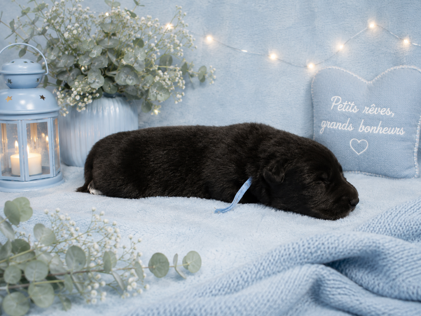 Les Bergers Anges Et Démons - Chiots disponibles - Berger Belge