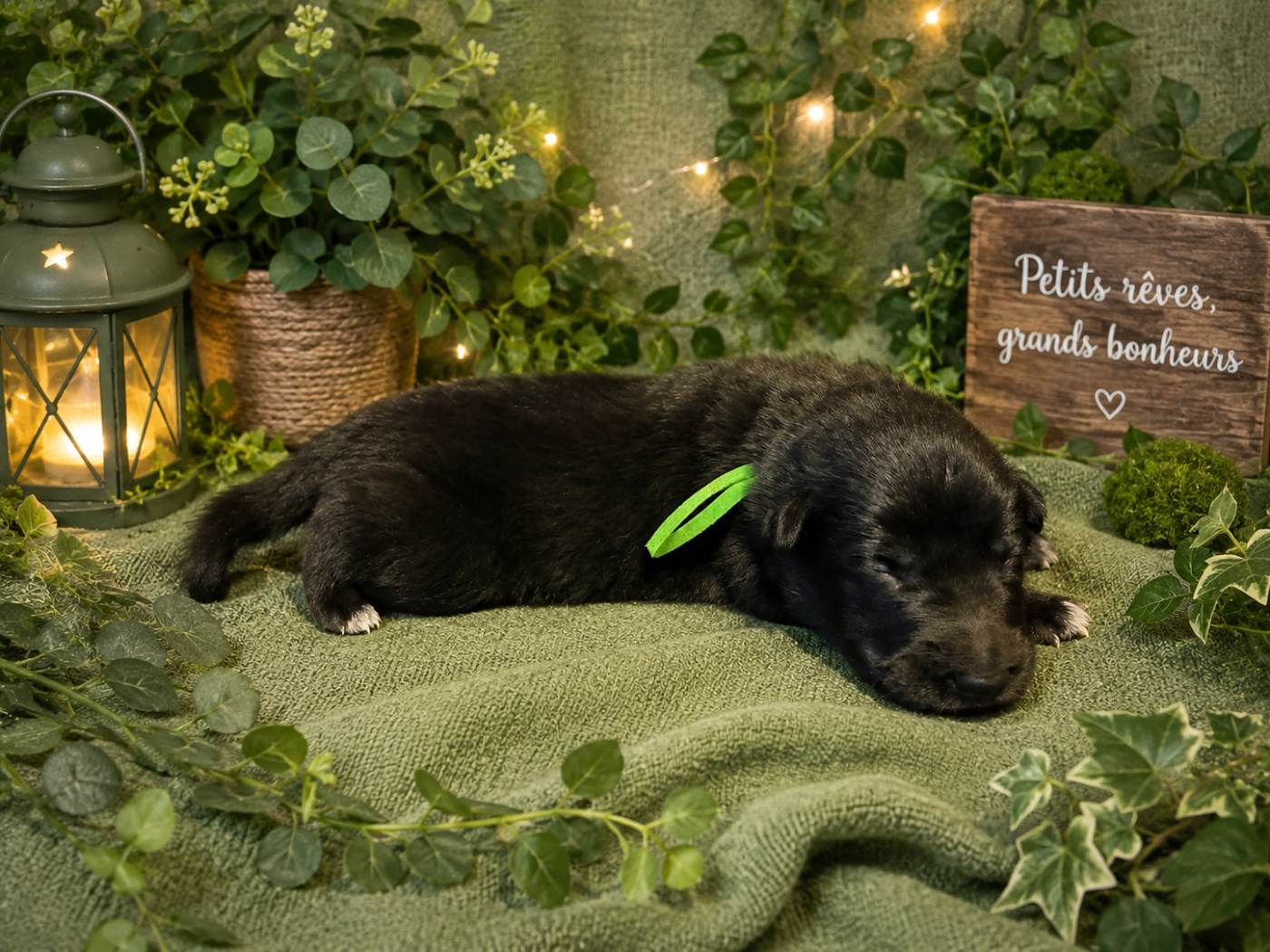 Les Bergers Anges Et Démons - Chiots disponibles - Berger Belge
