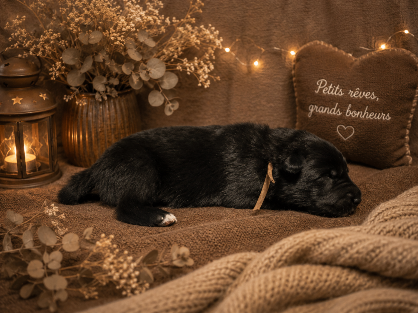 Les Bergers Anges Et Démons - Chiots disponibles - Berger Belge