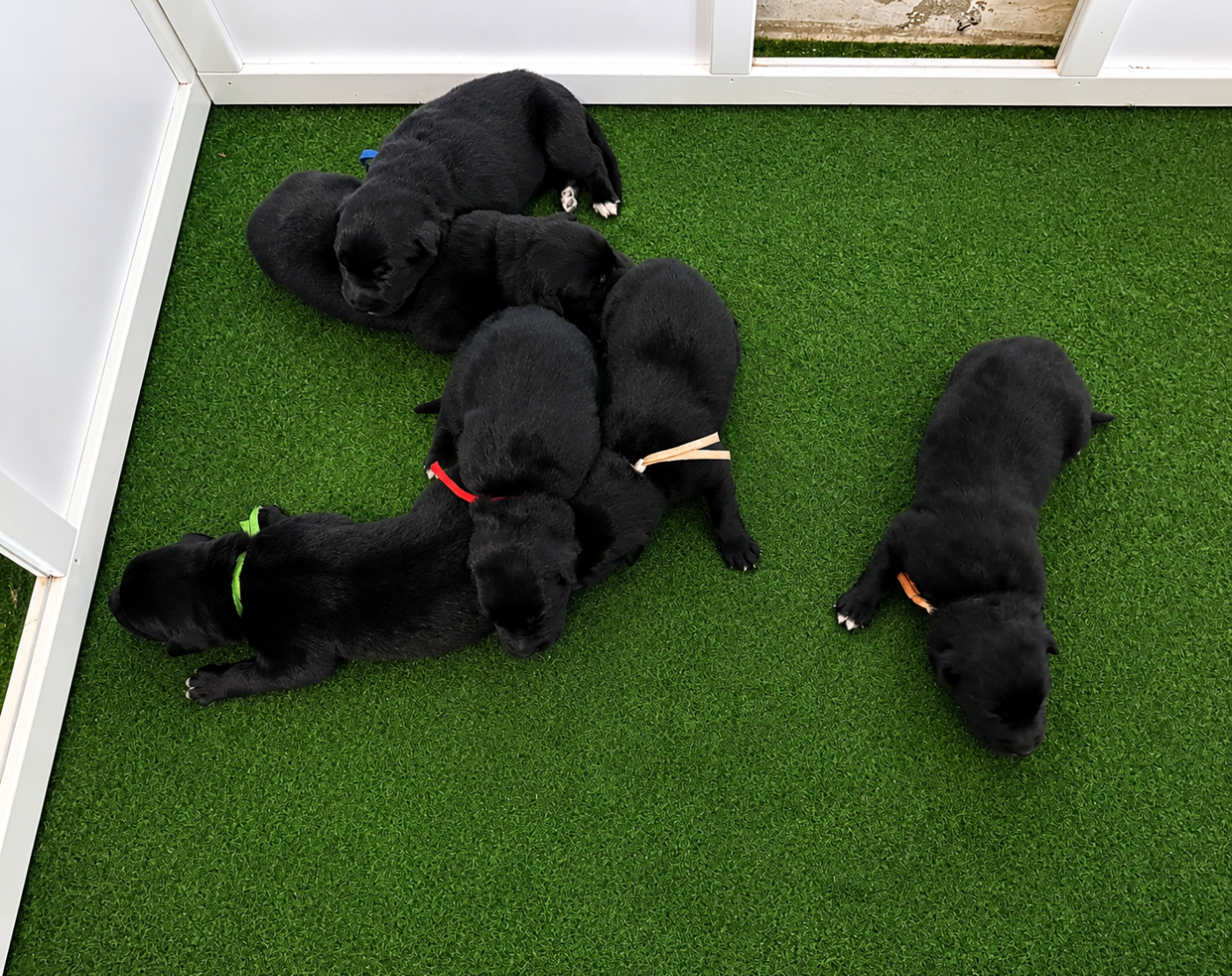 Chiot Berger Belge Les Bergers Anges Et Démons