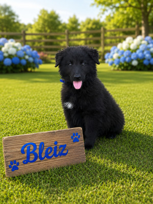 Bleiz