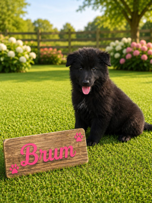 Brum